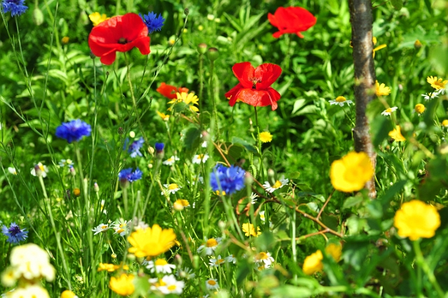 23 06 15_5165_edited-1.jpg - WILD FLOWERS - HENGISTBURY HEAD VISITNG CENTRE, EAST DORSET - 23.6.15